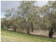 Lot 1 Apold Court, Pine Village, Morgan SA 5320