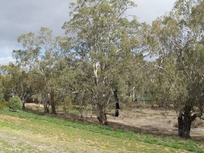 Lot 1 Apold Court, Pine Village, Morgan SA 5320