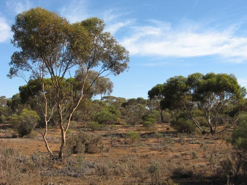 Sec 957 Warnecke Road, Monash SA 5342