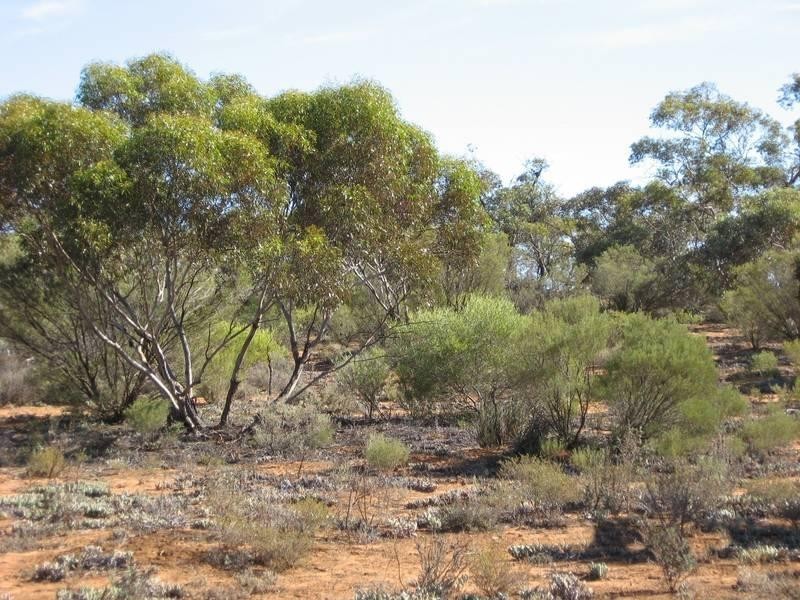 Sec 957 Warnecke Road, Monash SA 5342