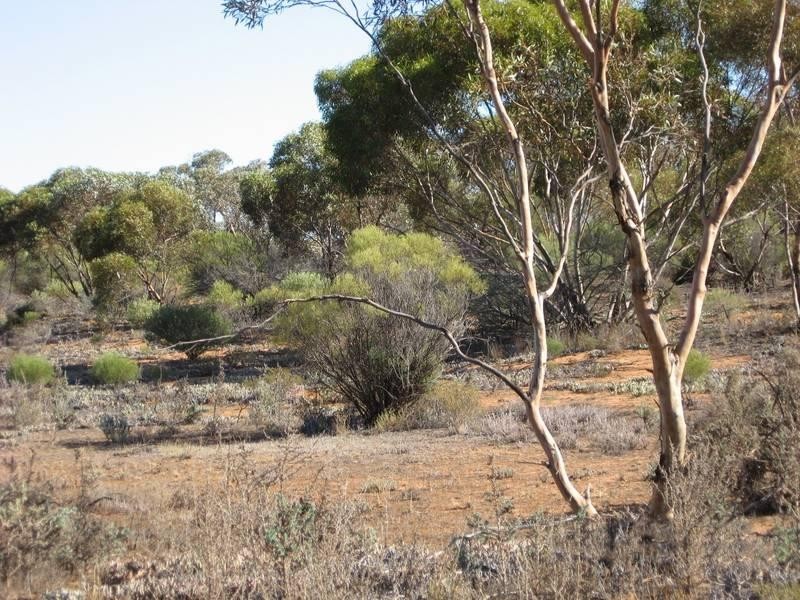 Sec 957 Warnecke Road, Monash SA 5342