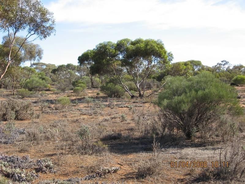 Sec 957 Warnecke Road, Monash SA 5342