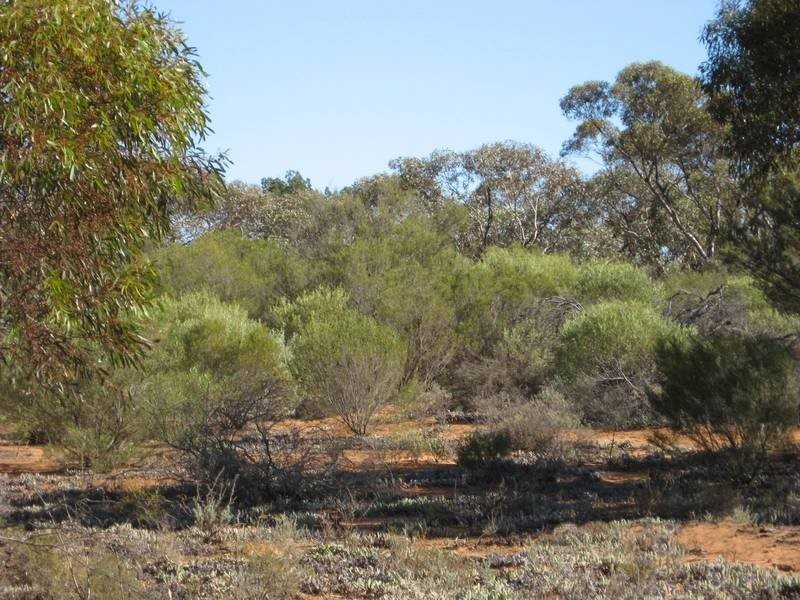 Sec 957 Warnecke Road, Monash SA 5342