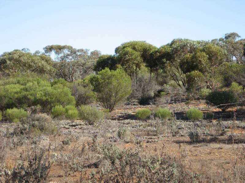 Sec 957 Warnecke Road, Monash SA 5342