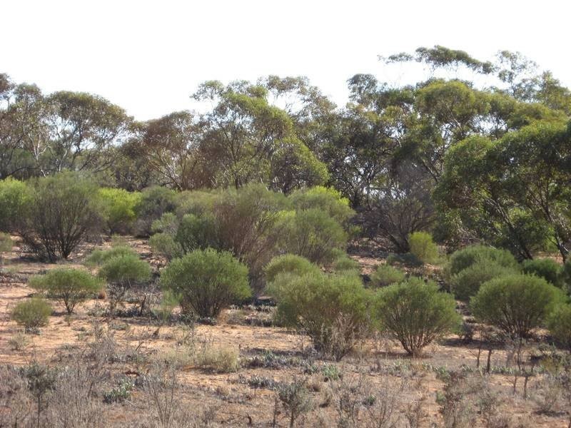 Sec 957 Warnecke Road, Monash SA 5342