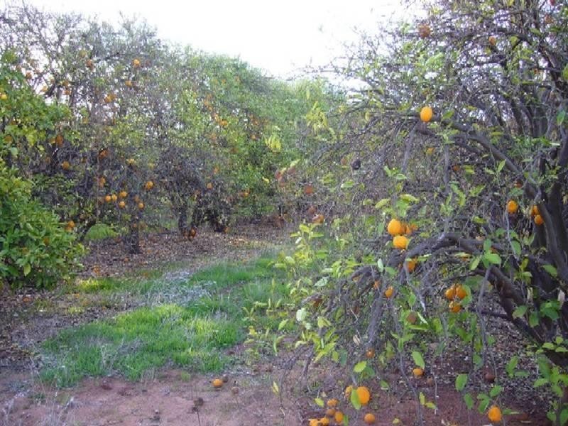 Lot 20 Playford Road, Sunlands SA 5322
