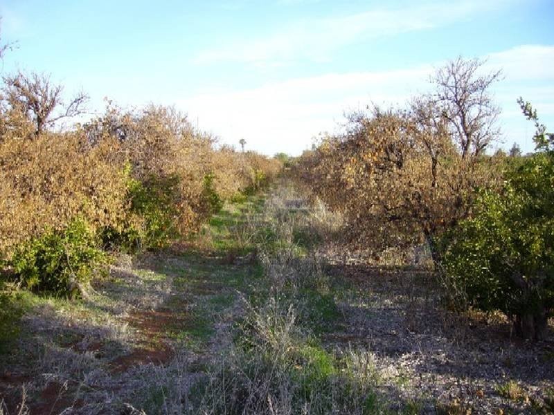 Lot 20 Playford Road, Sunlands SA 5322