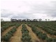 Lot 22 Carter Road Taylorville Via, Waikerie SA 5330