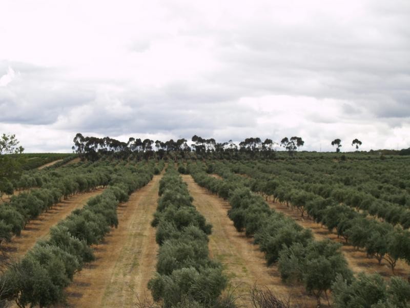 Lot 22 Carter Road Taylorville Via, Waikerie SA 5330