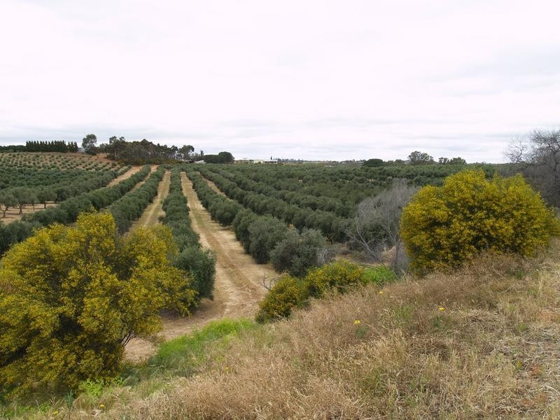 Lot 22 Carter Road Taylorville Via, Waikerie SA 5330