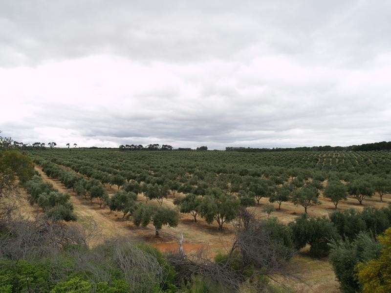 Lot 22 Carter Road Taylorville Via, Waikerie SA 5330