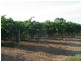 Sect 55 Spiller Road, Cobdogla SA 5346
