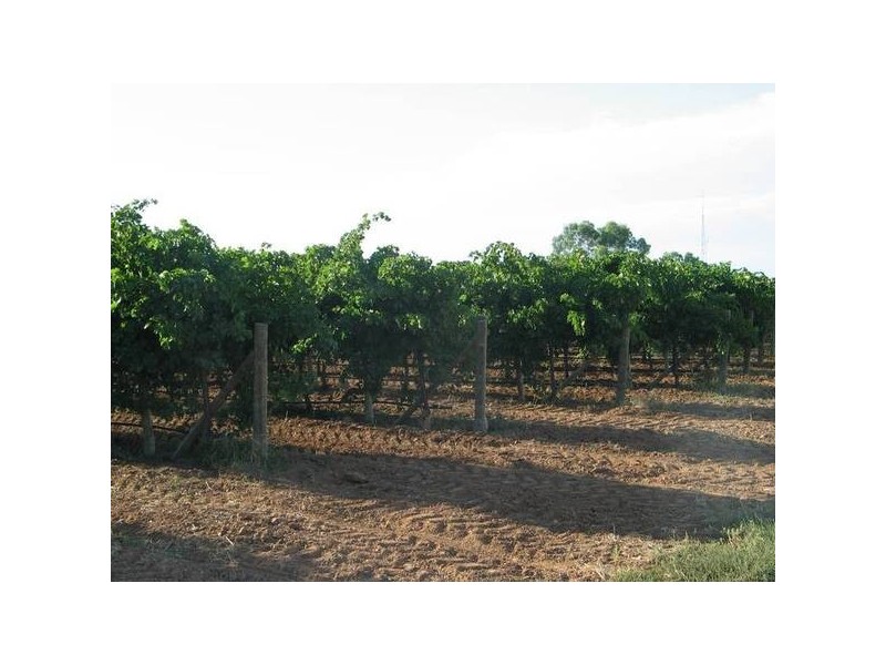 Sect 55 Spiller Road, Cobdogla SA 5346