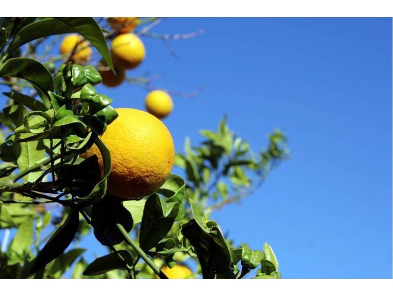 Lot 238 Medley Road Sunlands, Waikerie SA 5330