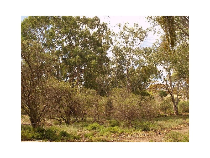 Sect 155 Hundred of Cadell, Morgan SA 5320