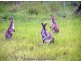 Ravenshoe QLD 4888