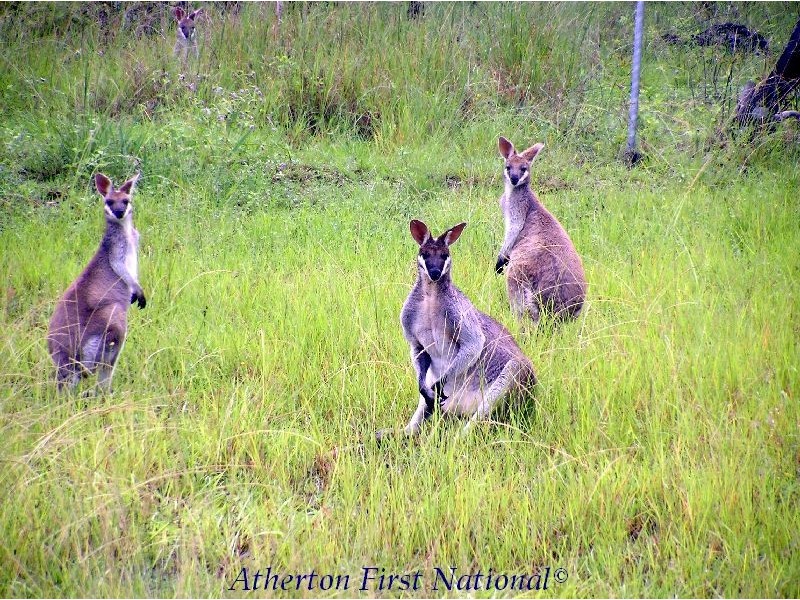 Ravenshoe QLD 4888