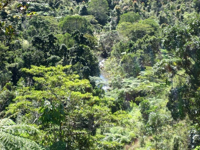 Millaa Millaa QLD 4886