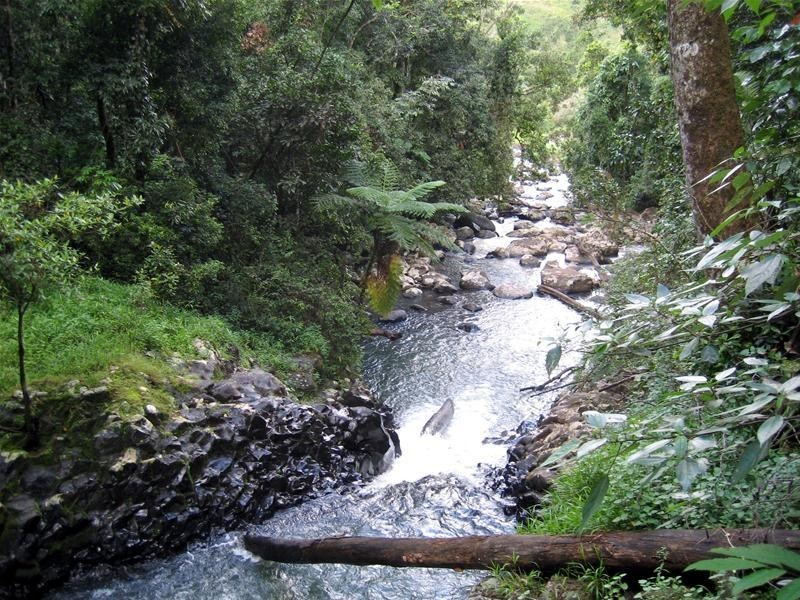 Millaa Millaa QLD 4886