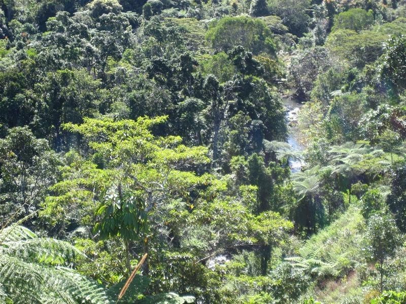 Millaa Millaa QLD 4886