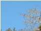 Yungaburra QLD 4884