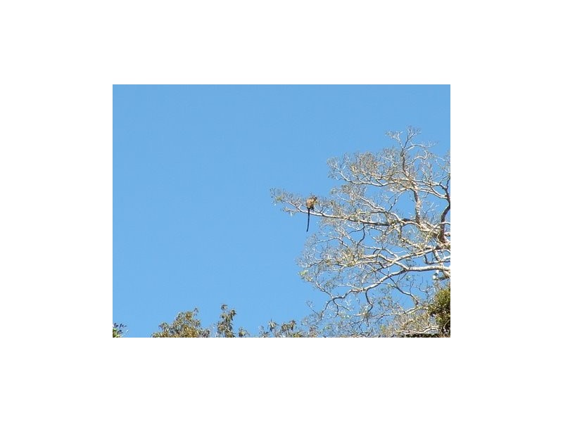 Yungaburra QLD 4884