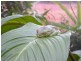 Yungaburra QLD 4884