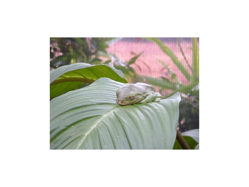 Yungaburra QLD 4884