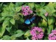 Yungaburra QLD 4884