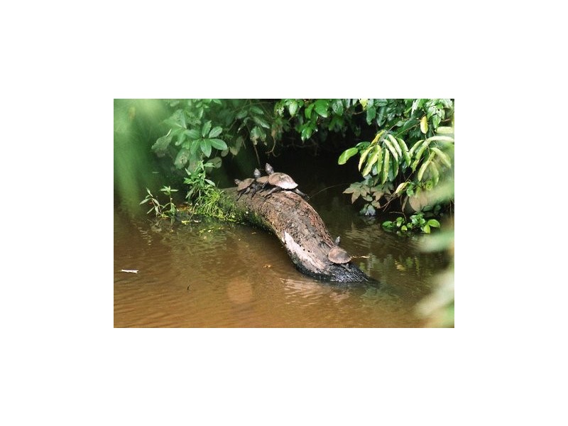 Yungaburra QLD 4884