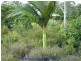 Tolga QLD 4882