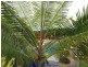 Tinaroo QLD 4872