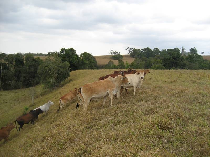 Atherton QLD 4883