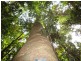 Millaa Malanda Road, Malanda QLD 4885