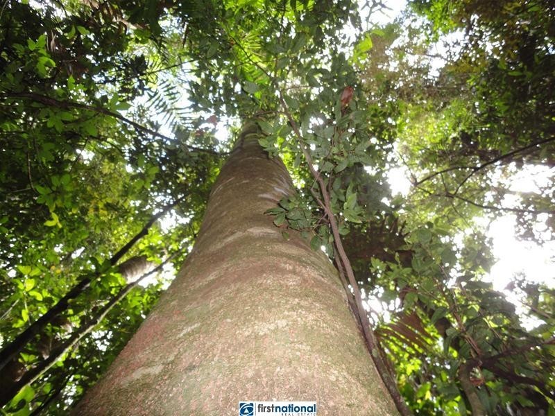 Millaa Malanda Road, Malanda QLD 4885