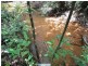 Millaa Malanda Road, Malanda QLD 4885