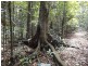 Millaa Malanda Road, Malanda QLD 4885