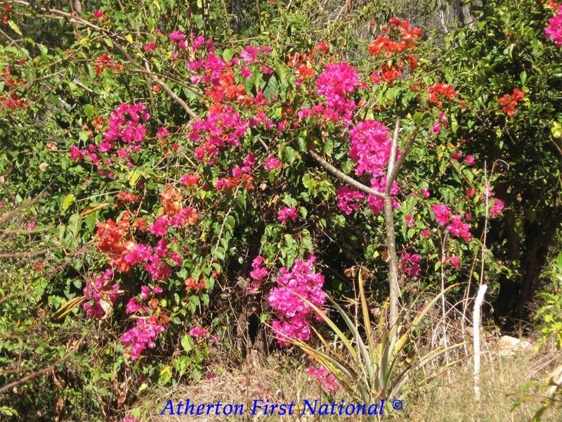 12 Herbert Street, Herberton QLD 4887