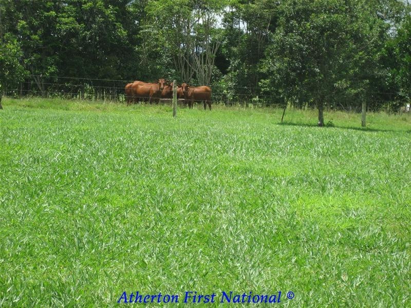 Yungaburra QLD 4884