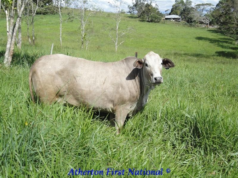 Malanda QLD 4885
