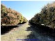 Mareeba QLD 4880