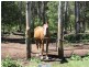Wondecla QLD 4887