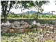 Yungaburra QLD 4884
