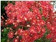 Yungaburra QLD 4884