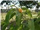 Yungaburra QLD 4884