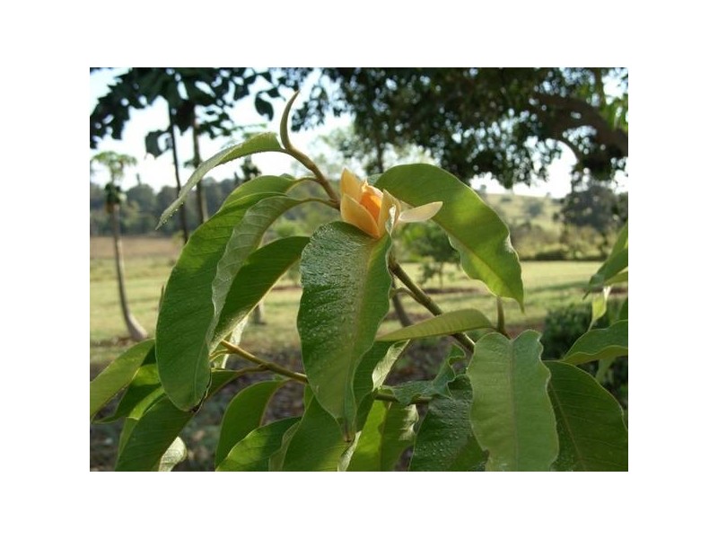 Yungaburra QLD 4884