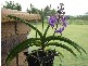 Yungaburra QLD 4884