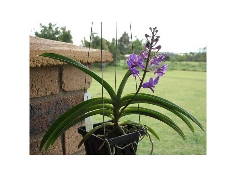 Yungaburra QLD 4884