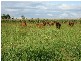 Atherton QLD 4883
