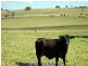 Malanda QLD 4885